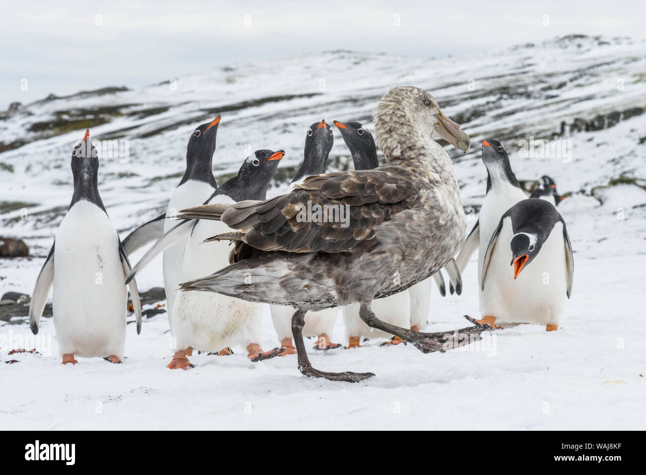 Penisola antartica, Antartide, Barrientos isola. Il gigante del sud petrel e pinguino Gentoo. Foto Stock