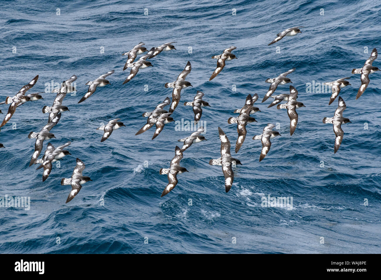 L'Antartide, Penisola Antartica, Cape procellarie battenti in unisono. Foto Stock