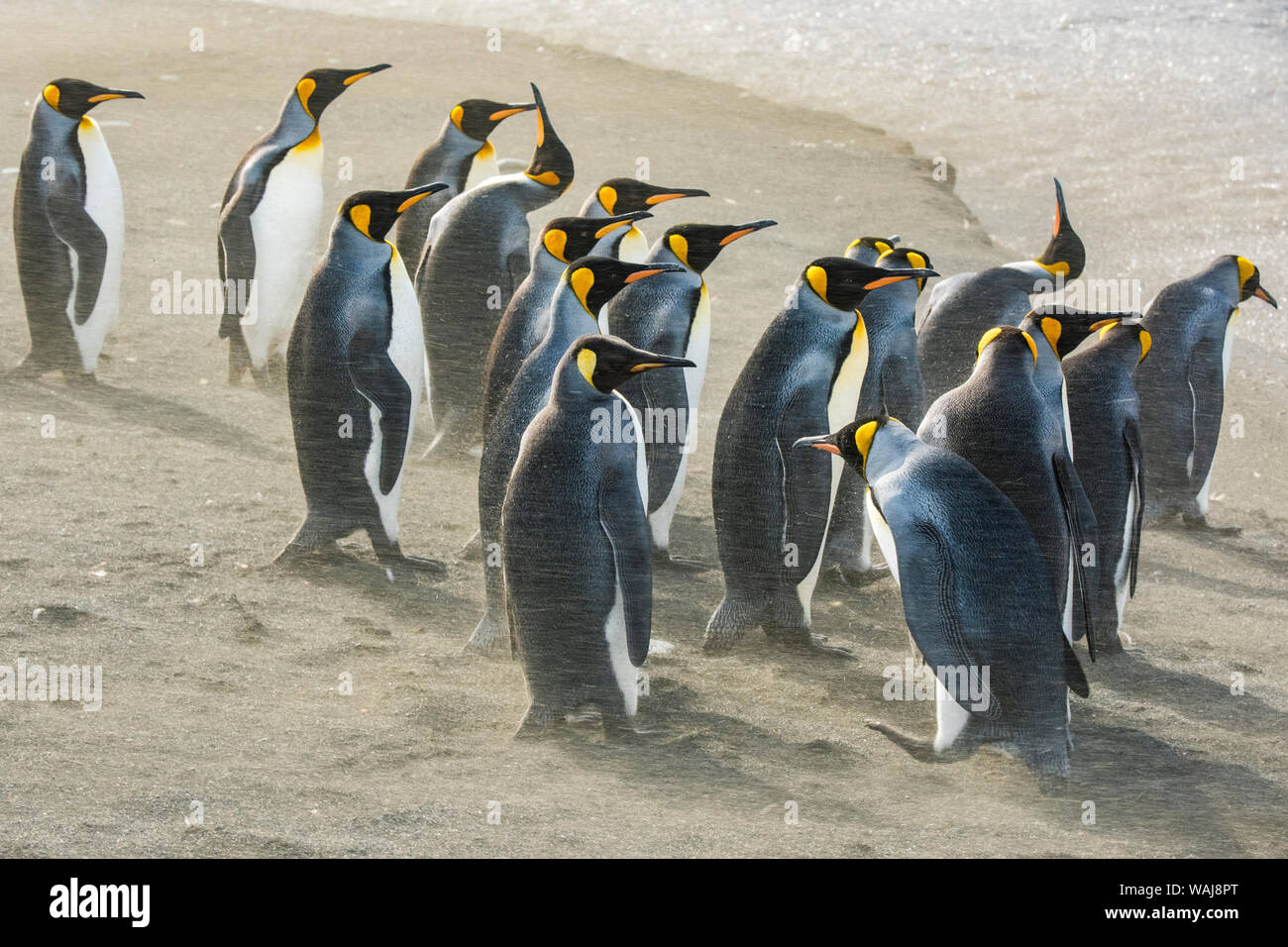 Isola Georgia del Sud, porto d'oro. Re pinguini sabbiata da katabatic venti. Foto Stock