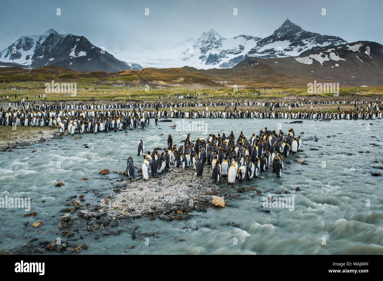 Isola Georgia del Sud, St Andrews Bay. Re i pinguini e acqua di disgelo glaciale flusso. Foto Stock