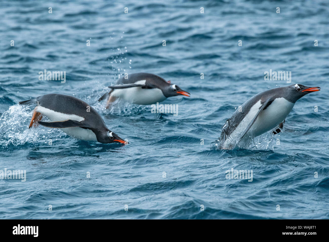 Isola Georgia del Sud, Cooper Bay. I pinguini Gentoo porpoising. Foto Stock
