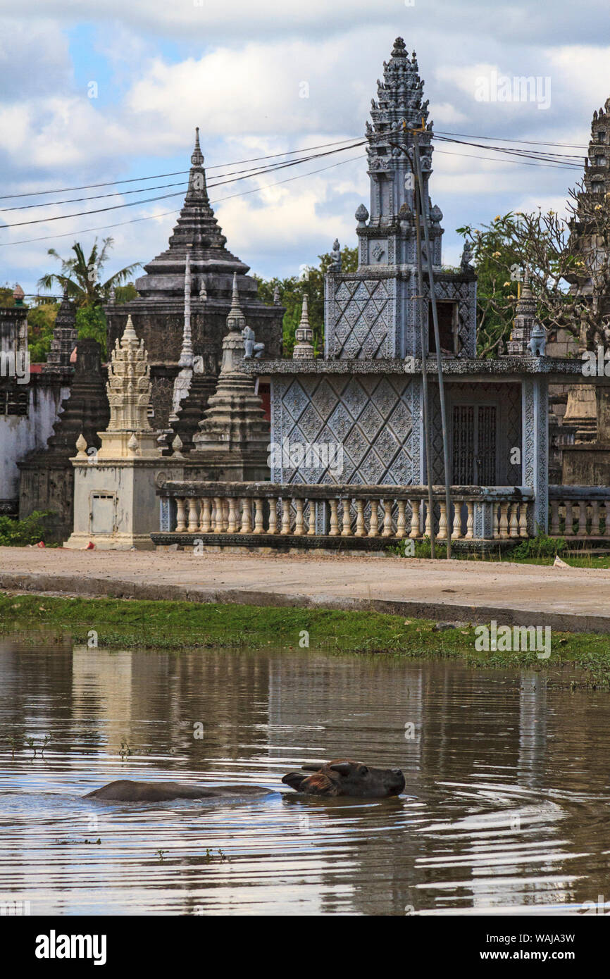 Kompong Cham, Cambogia. Bufalo d'acqua raffredda in stagno di Wat Nokor, un undicesimo secolo tempio. (Solo uso editoriale) Foto Stock