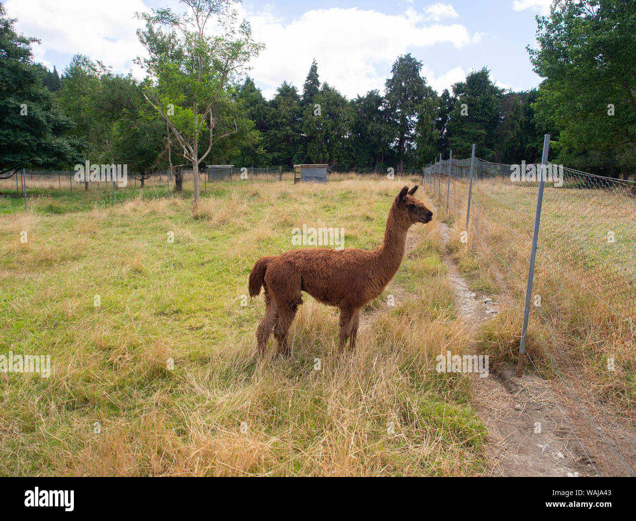 Alpaca marrone in una fattoria Paddock Foto Stock