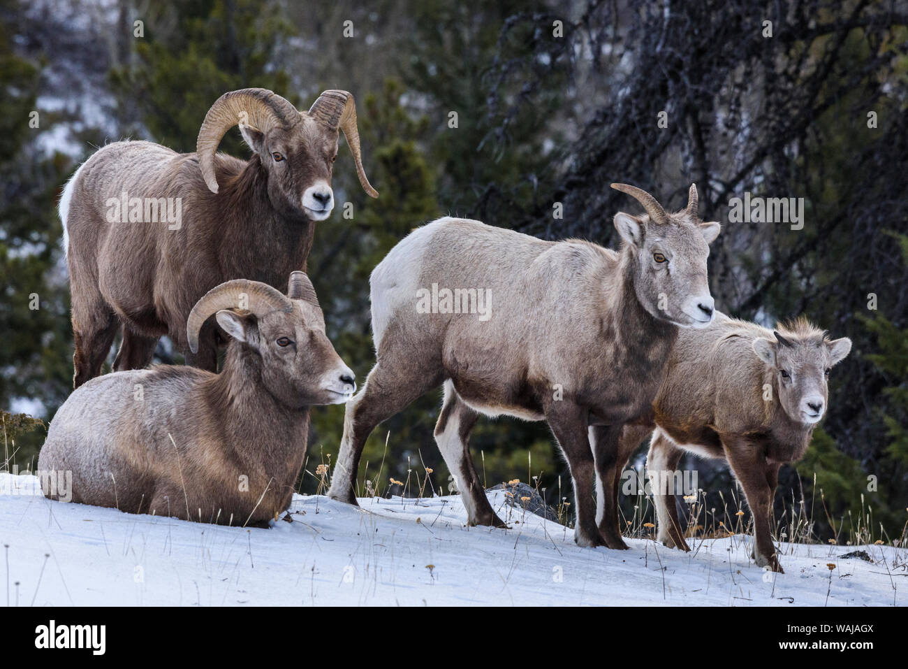 Canada, Alberta, Jasper. Bighorn famiglia. Foto Stock