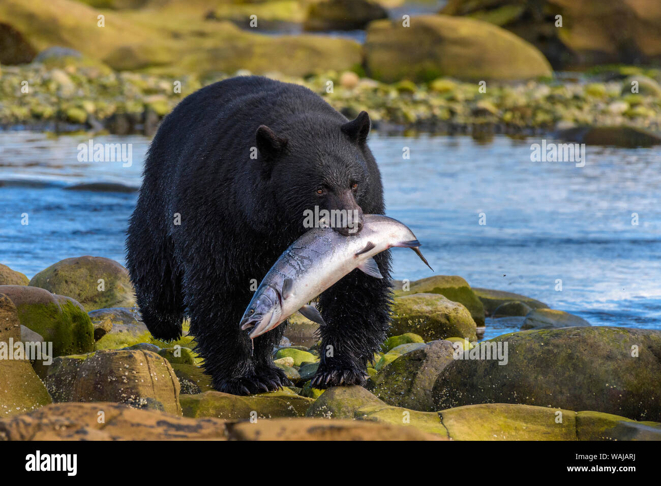 Canada, British Columbia. Orso nero con appena catturati Coho salmone. Foto Stock