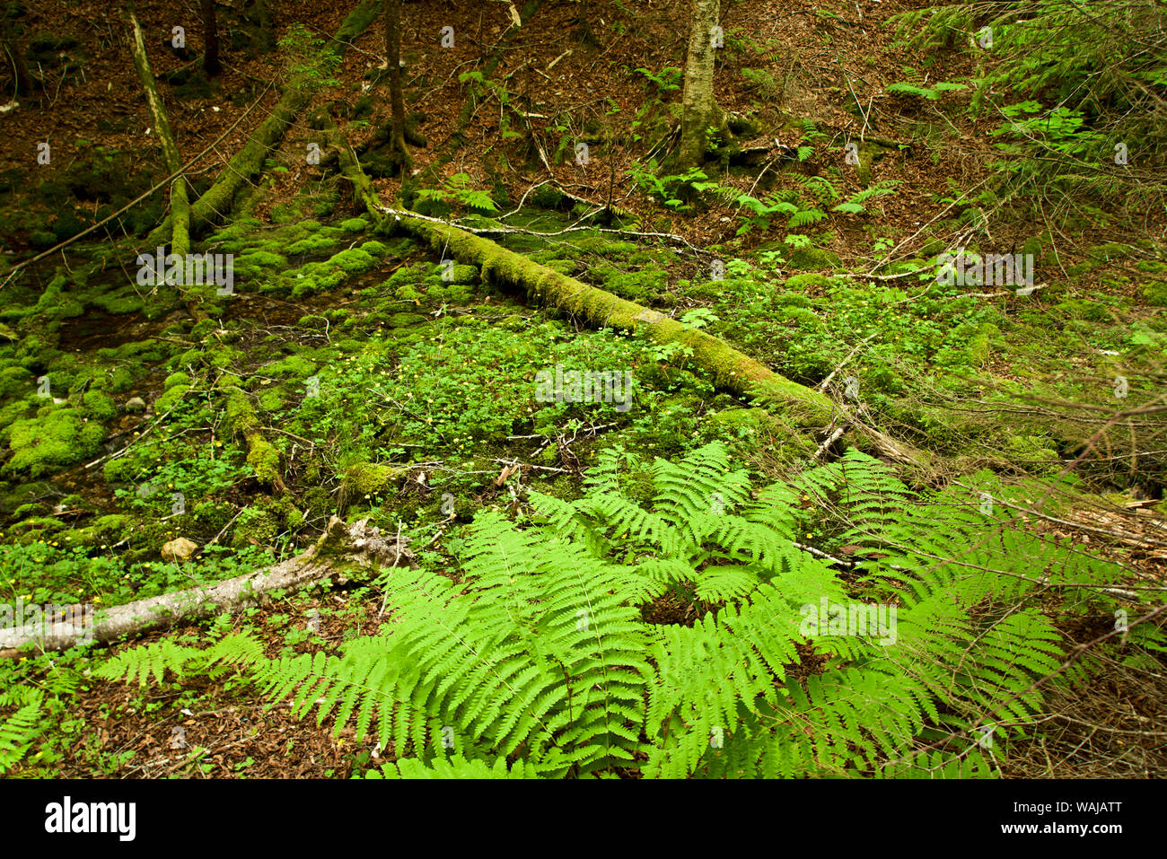 Canada, New Brunswick, Baia di Fundy National Park Foto Stock