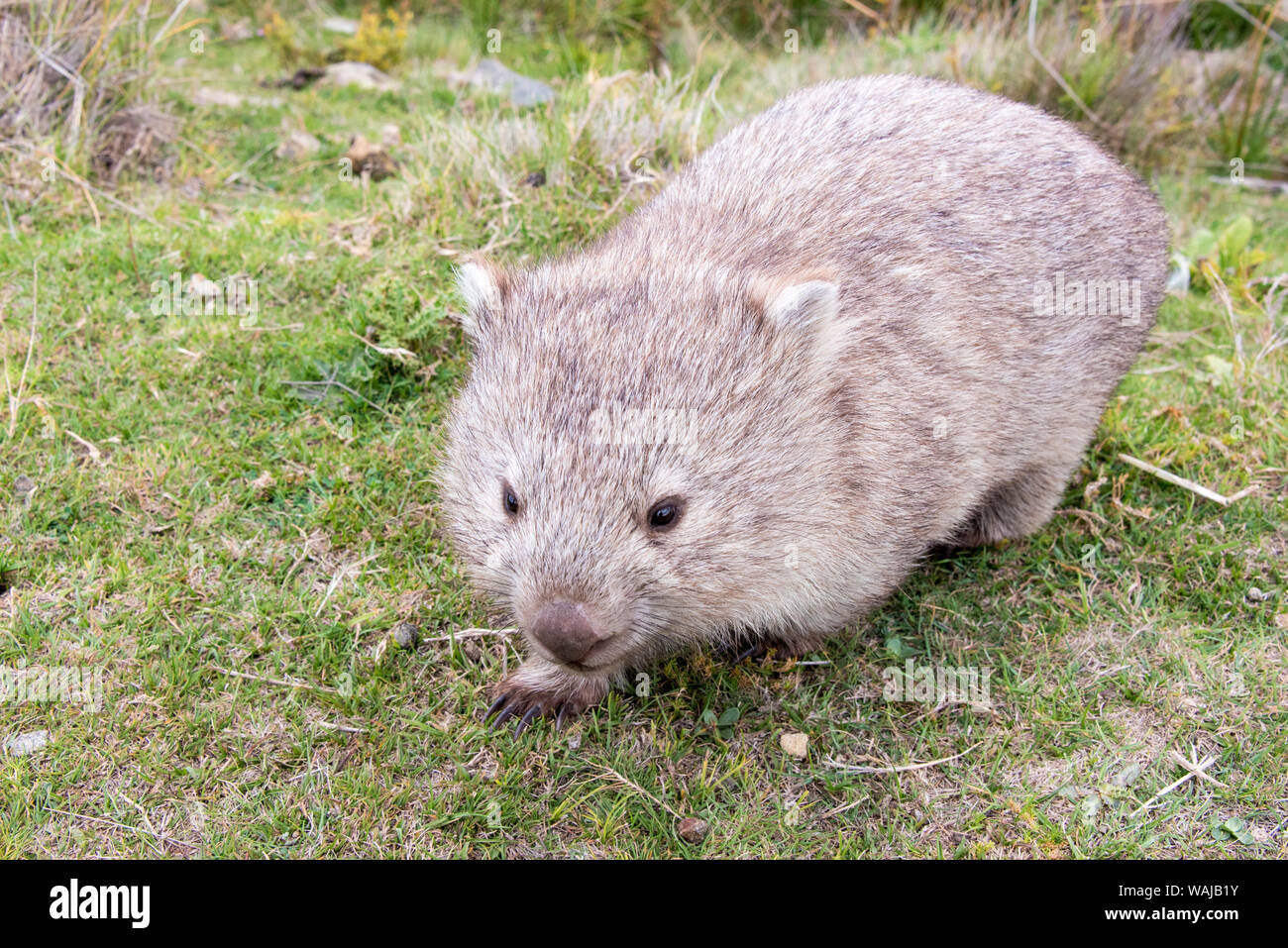 Australia e Tasmania. Molto carino il novellame di wombat Maria Island National Park Foto Stock
