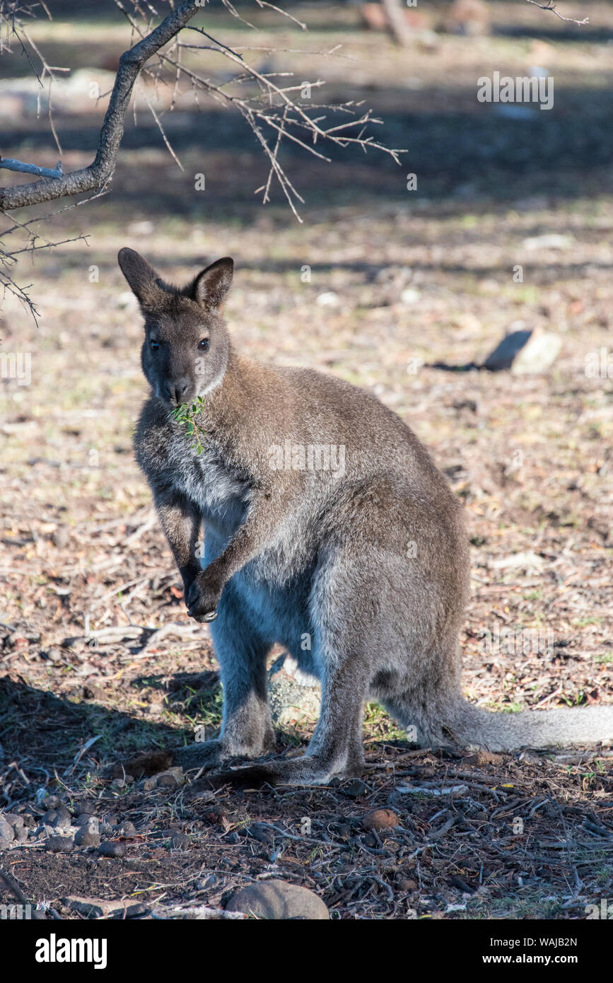 Australia e Tasmania, Maria Island National Park. Il Bennett's wallaby, maschio, mangiare fogliame dai rami superiori Foto Stock