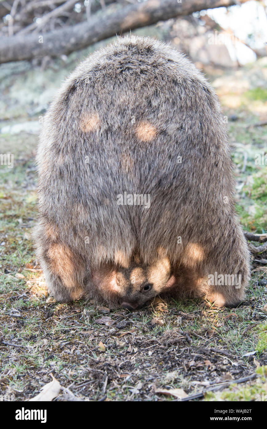 Australia e Tasmania, Maria Island, Darlington. Wombat femmina di pascoli e di trasportare joey. Timidamente lasciando marsupiale pouch Foto Stock