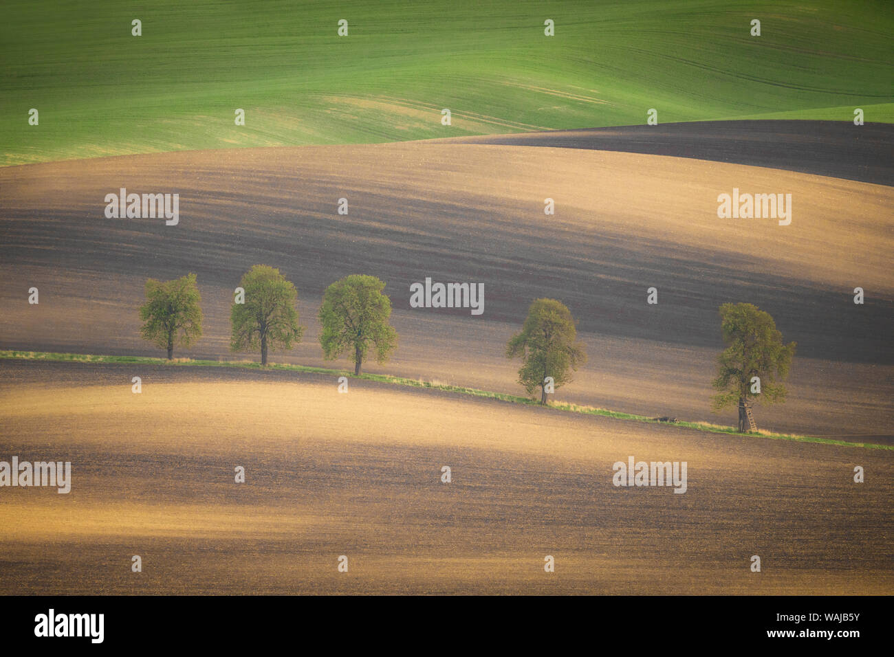 L'Europa, Repubblica Ceca Moravia. Fila di alberi di castagno e colline. Credito come: Jim Nilsen Jaynes / Galleria / DanitaDelimont.com Foto Stock