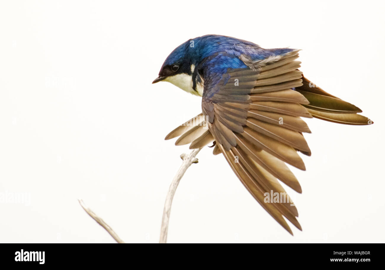 George Reifel uccello migratore Santuario, BC, Canada. Tree swallow stretching ali. Foto Stock