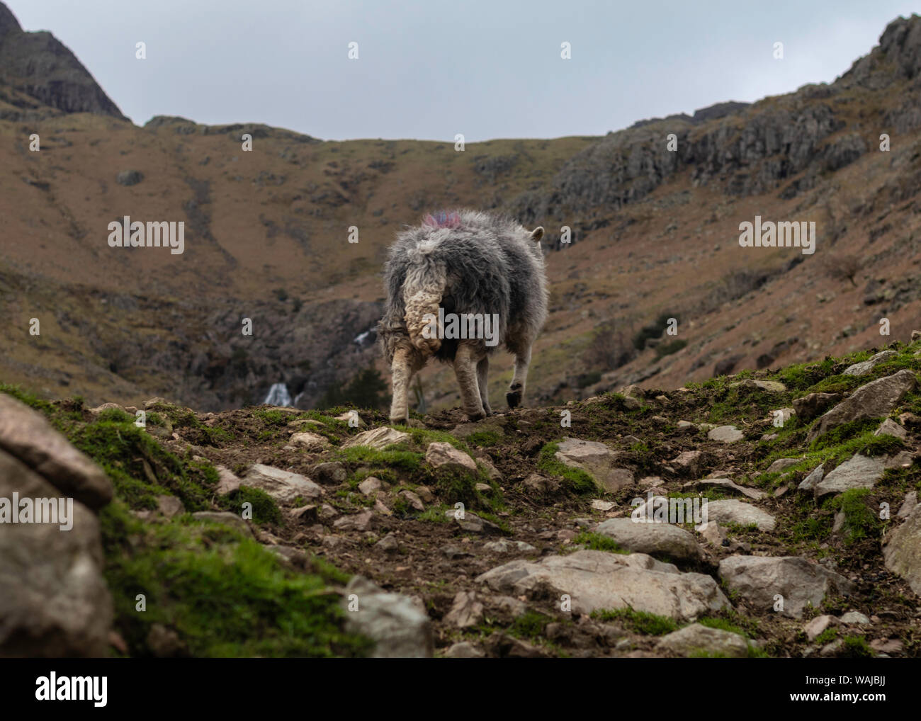 Pecore solitaria leader girare la schiena e upd a piedi verso le montagne Foto Stock
