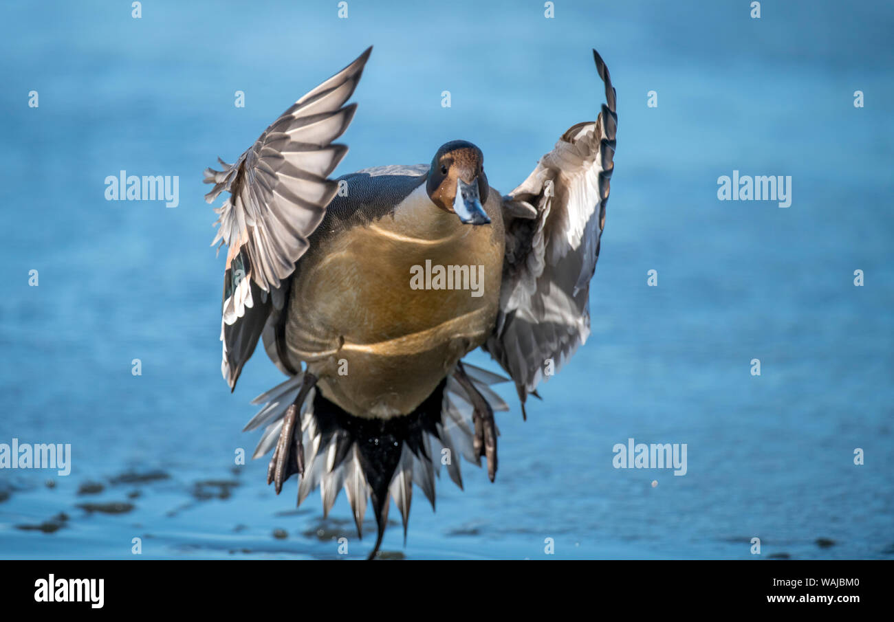 Pintail duck (Anas acuta) ha una ampia distribuzione geografica attraverso latitudini settentrionali. Foto Stock