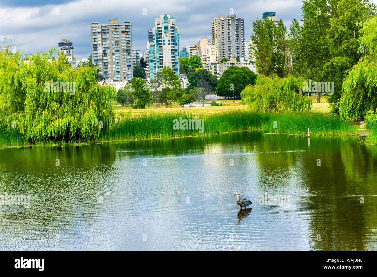 Edifici di Vancouver, airone blu (Ardea Erodiade) stagno, Vanier Park, British Columbia, Canada. Foto Stock