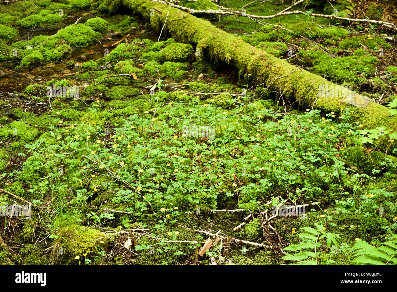 Canada, New Brunswick. Baia di Fundy National Park Foto Stock