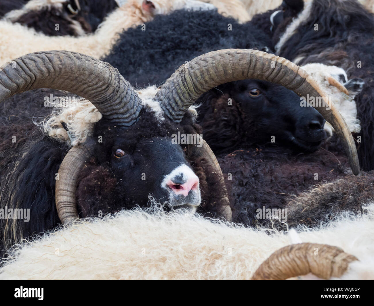 Famosa per cornuto arieti. Separazione delle pecore dopo la guida verso il basso le pecore dai pascoli alti, Olafsjordur nel nord dell'Islanda. Foto Stock