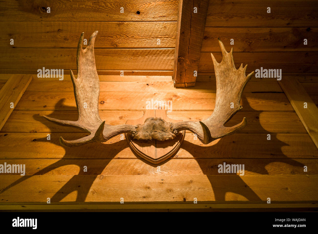 Canada Quebec, Ste-Rose-du-Nord. Cap Au Leste, fjord-lato wilderness lodge, interno, corna di alce Foto Stock