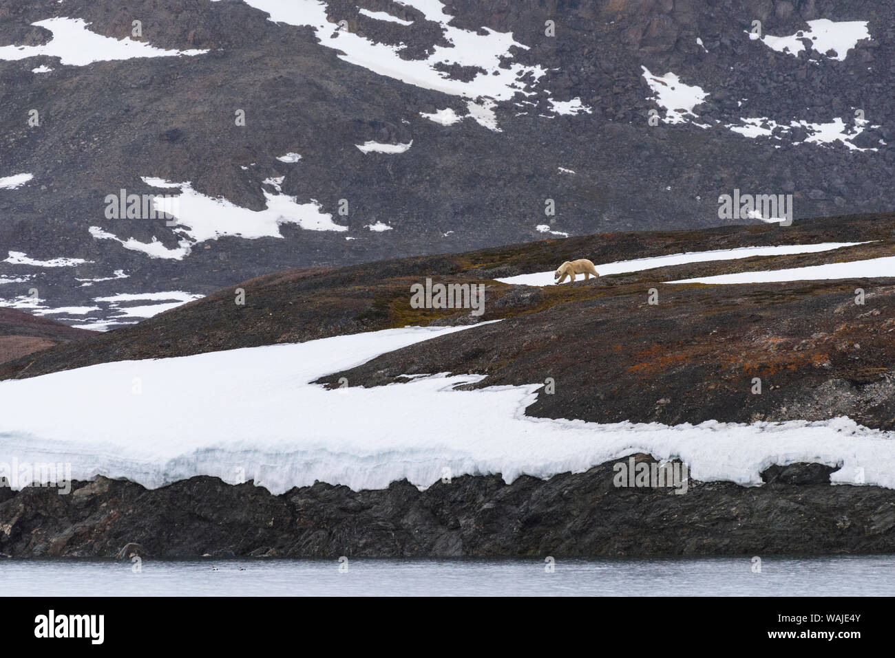 Norvegia Isole Svalbard, Spitsbergen. Texas Bar, orso polare passeggiate attraverso la tundra. Foto Stock