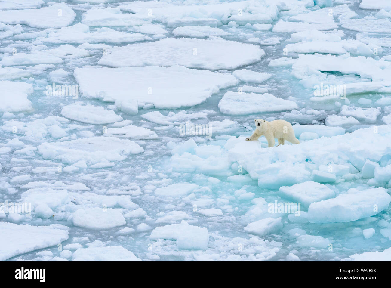 Norvegia Isole Svalbard. Mare di ghiaccio edge, 82 gradi Nord, orso polare in movimento. Foto Stock