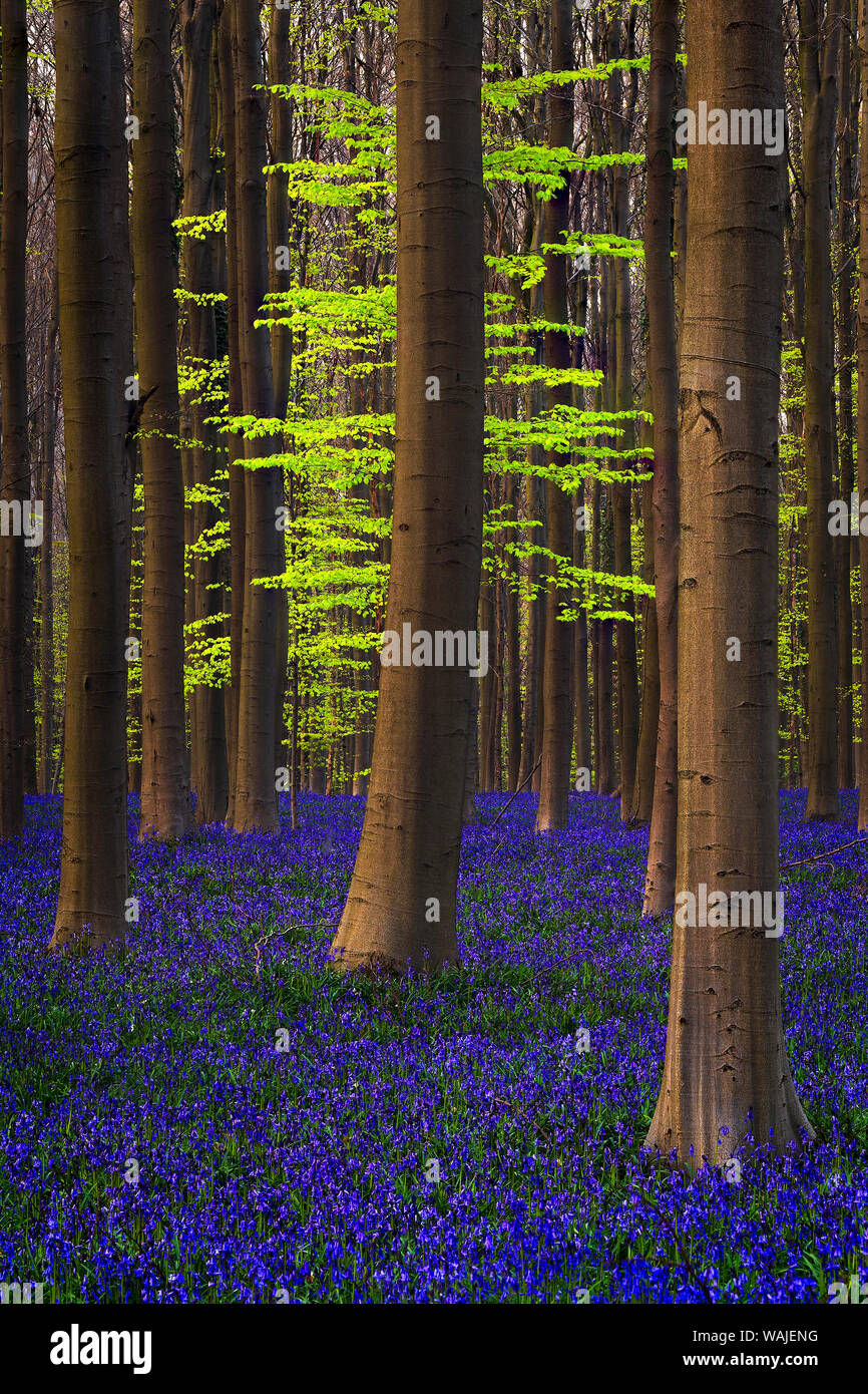 Il Belgio. Hallerbos foresta con alberi e bluebells. Credito come: Jim Nilsen Jaynes / Galleria / DanitaDelimont.com Foto Stock