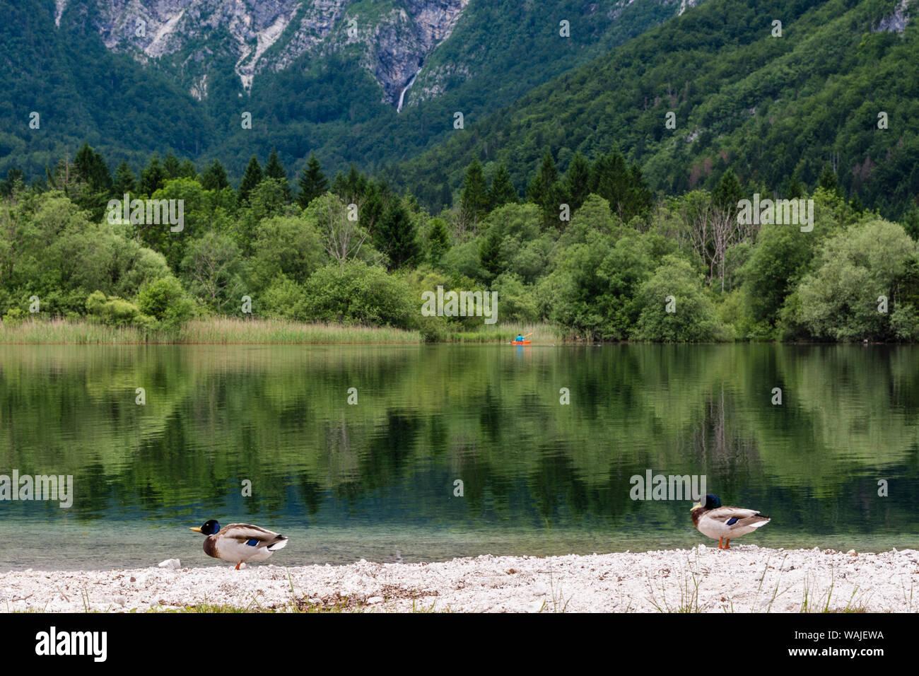 Vista sul lago di Bohinj. La Slovenia. Foto Stock