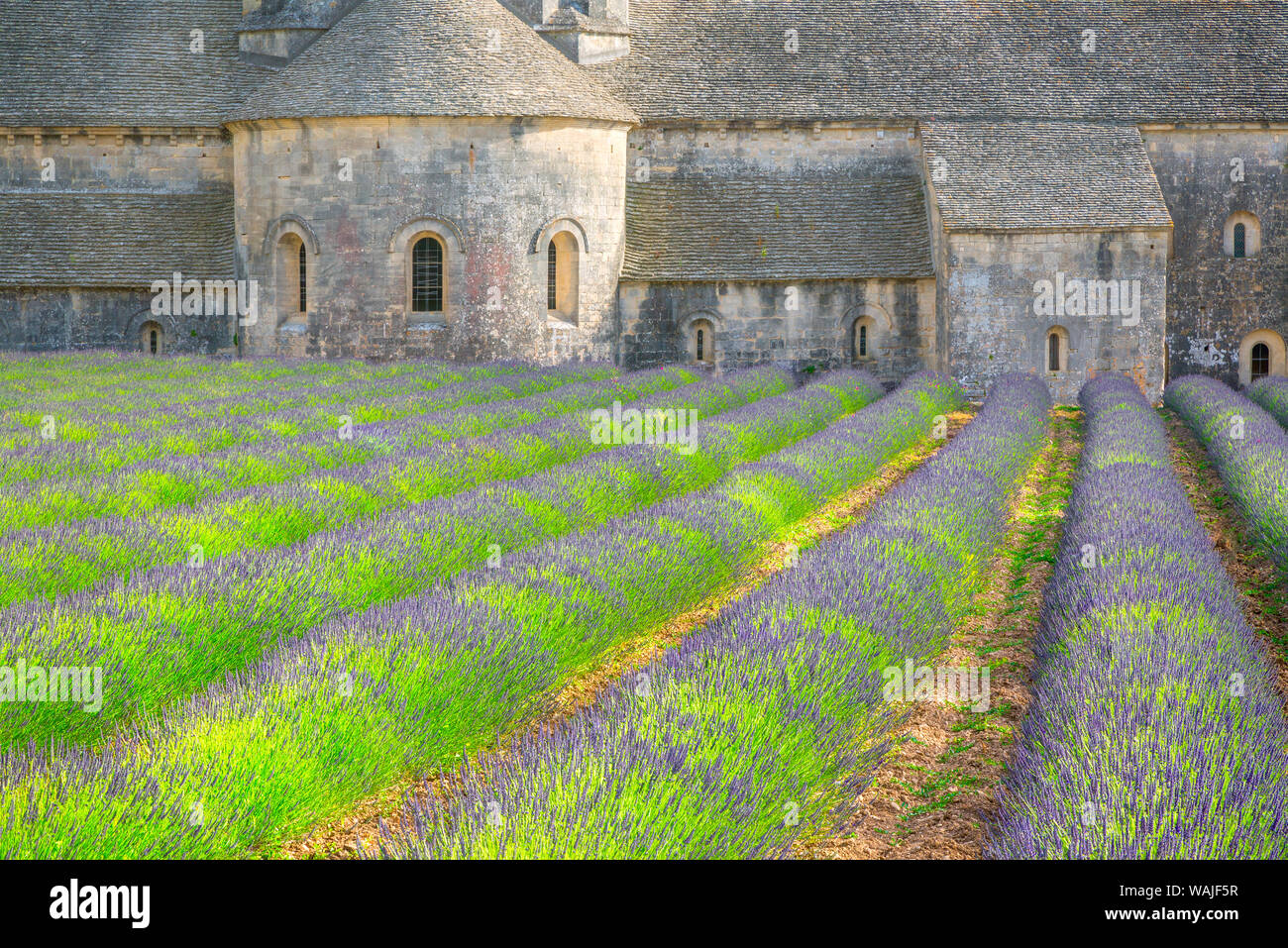 L'Europa, Francia Provenza. Campo di lavanda e Senanque Abbazia. Credito come: Jim Nilsen Jaynes / Galleria / DanitaDelimont.com Foto Stock