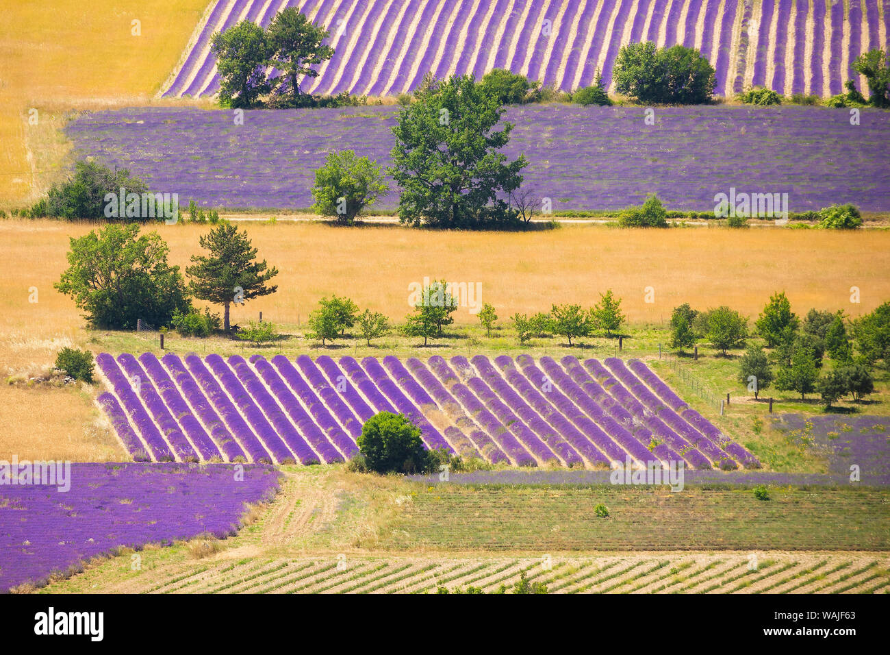 Francia, Provenza, Sault Plateau. Panoramica del prodotto lavanda modelli e campi di grano. Credito come: Jim Nilsen Jaynes / Galleria / DanitaDelimont.com Foto Stock