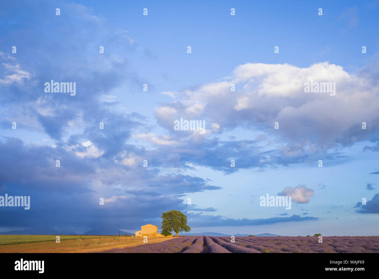 Francia, Provenza, altopiano di Valensole. Le righe di lavanda e agriturismo. Credito come: Jim Nilsen Jaynes / Galleria / DanitaDelimont.com Foto Stock