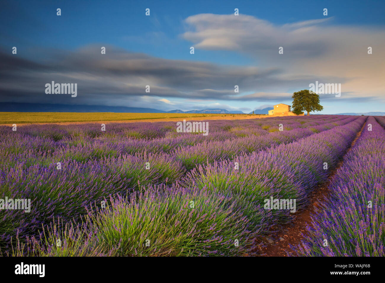 Francia, Provenza, altopiano di Valensole. Le righe di lavanda e agriturismo. Credito come: Jim Nilsen Jaynes / Galleria / DanitaDelimont.com Foto Stock