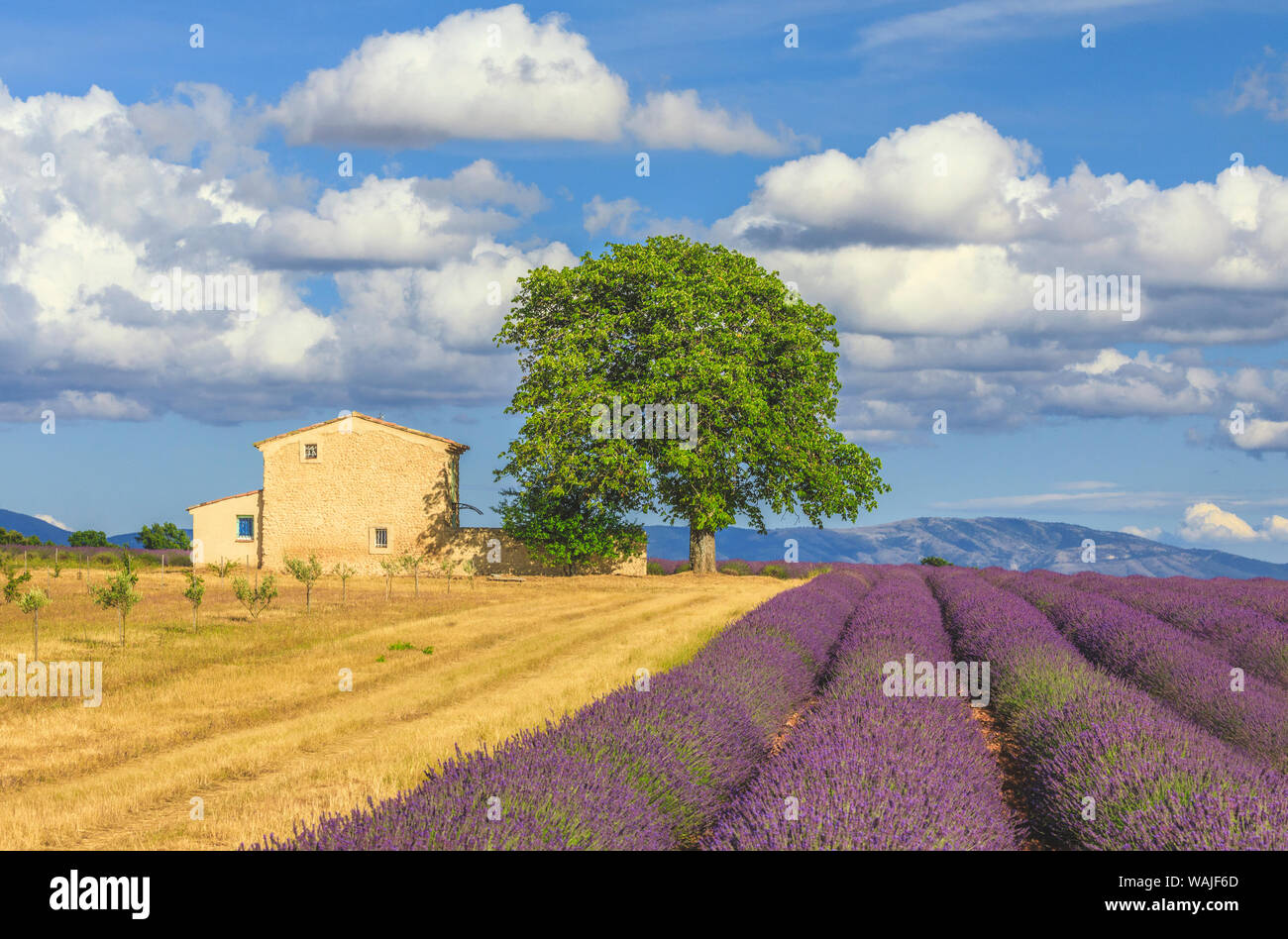 Francia, Provenza, altopiano di Valensole. Le righe di lavanda e agriturismo. Credito come: Jim Nilsen Jaynes / Galleria / DanitaDelimont.com Foto Stock