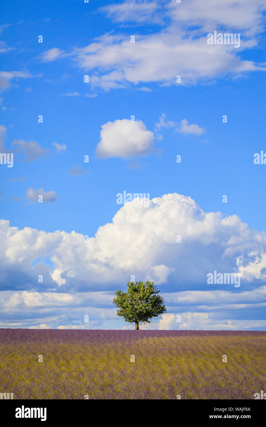 Francia, Provenza, altopiano di Valensole. Campo di lavanda e albero. Credito come: Jim Nilsen Jaynes / Galleria / DanitaDelimont.com Foto Stock