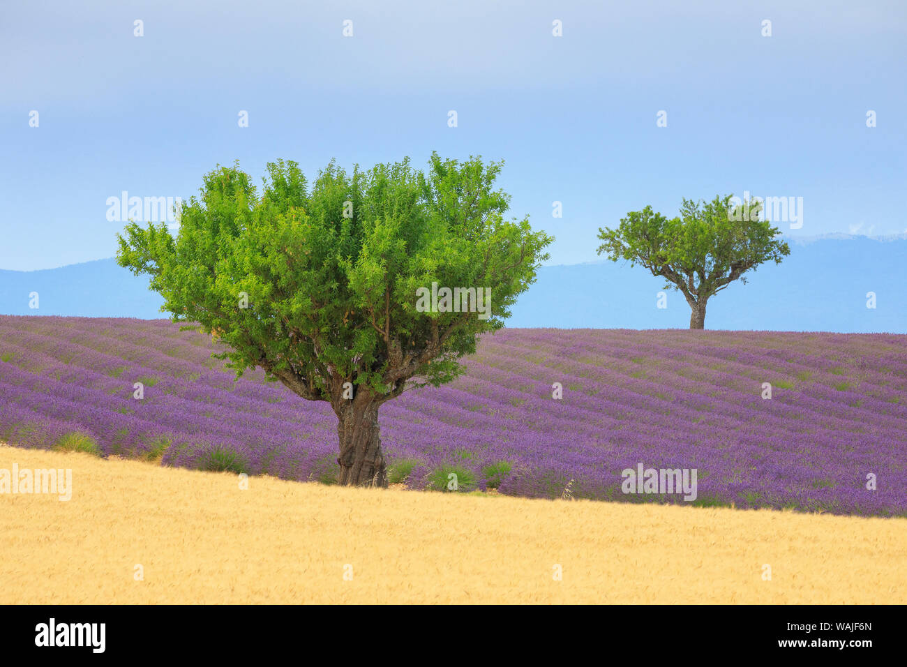 Francia, Provenza, altopiano di Valensole. Campo di lavanda e alberi. Credito come: Jim Nilsen Jaynes / Galleria / DanitaDelimont.com Foto Stock