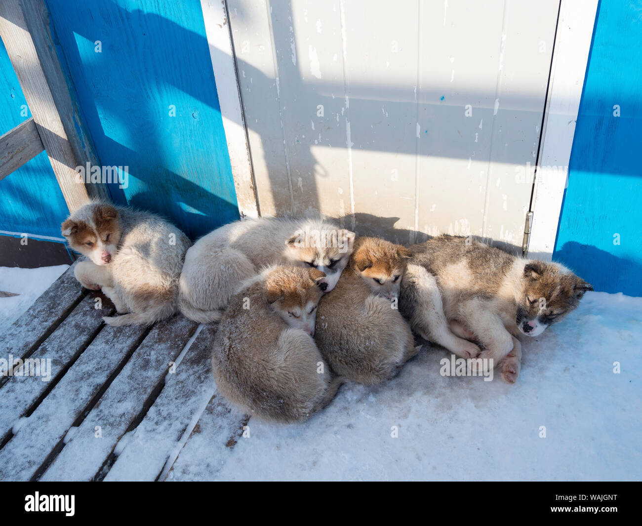 cuccioli di foca della Groenlandia in discoteca