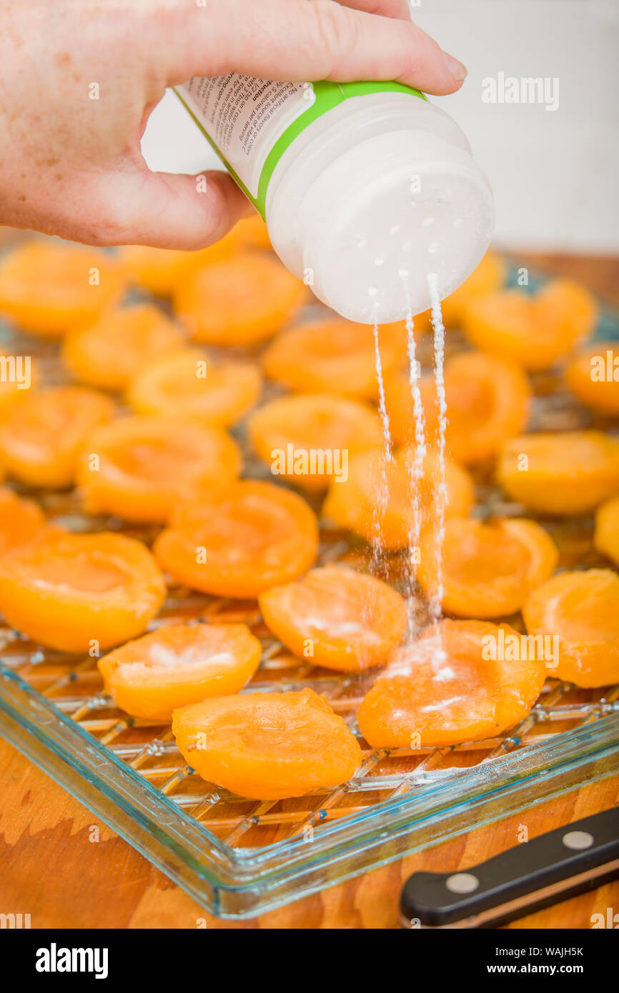 Donna versando in polvere acido ascorbico su un vassoio di materie Albicocche tagliate a metà. Acido ascorbico (vitamina C) è un antiossidante che mantiene la frutta dal oscuramento e migliora la distruzione di batteri durante la fase di essiccazione. (MR) Foto Stock