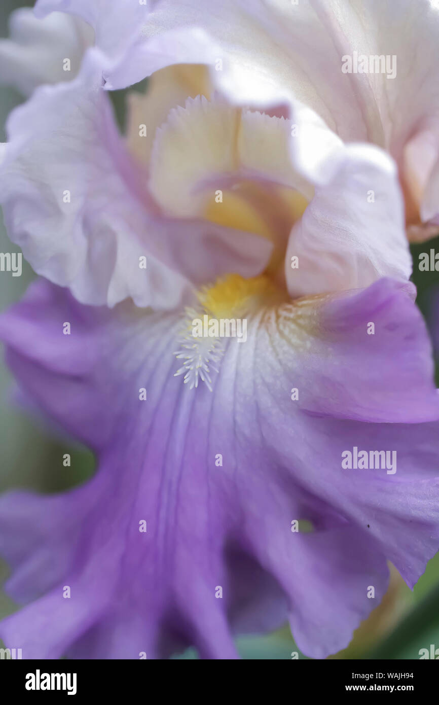 Lavanda pallido barbuto iris close-up Foto Stock