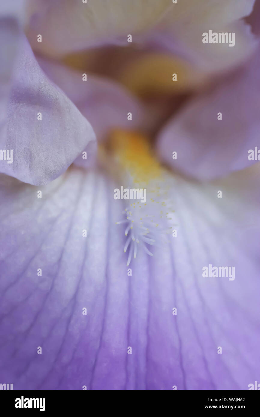 Lavanda pallido barbuto iris bloom Foto Stock