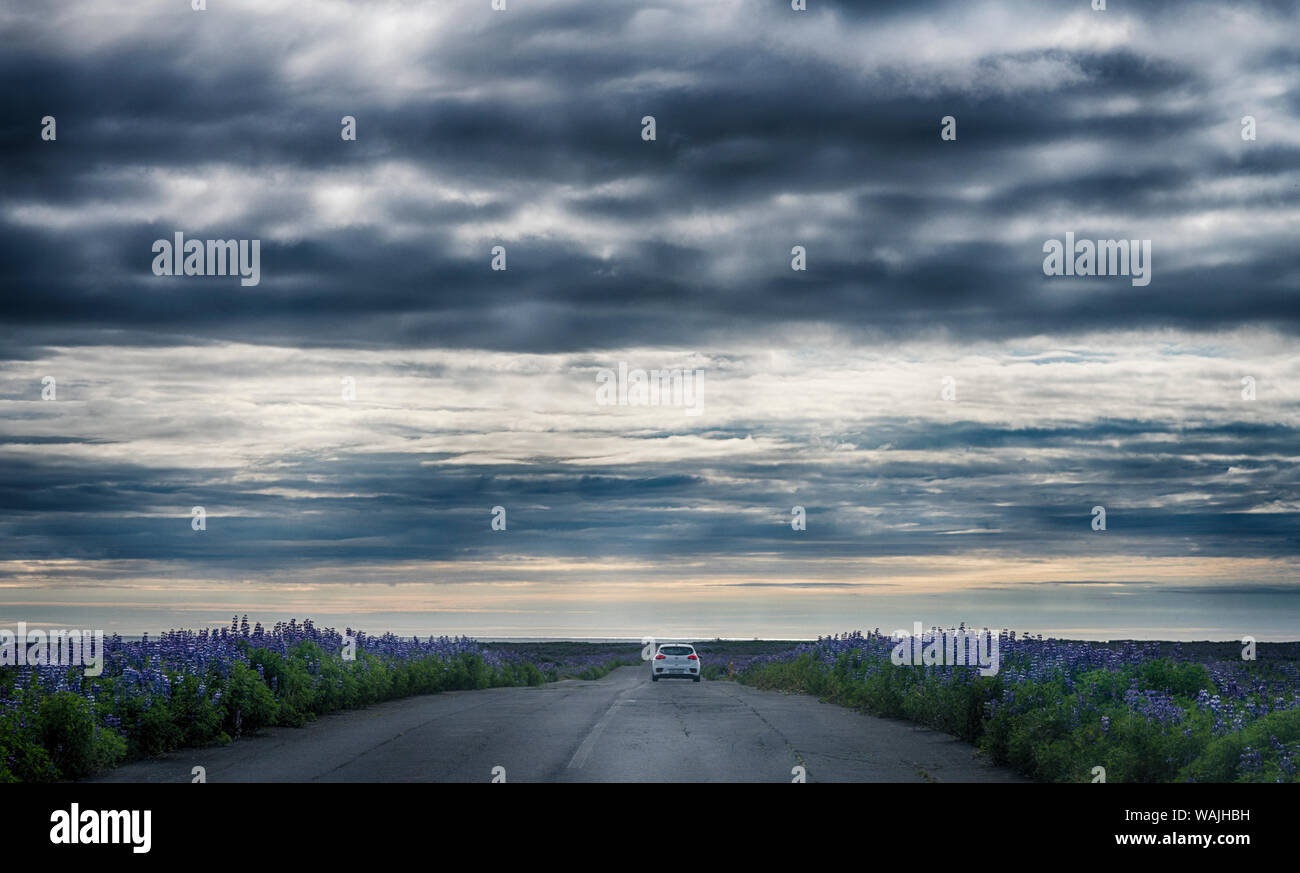 L'Islanda, auto cruising in un campo di lupino, delimitata paesaggio al crepuscolo. Foto Stock