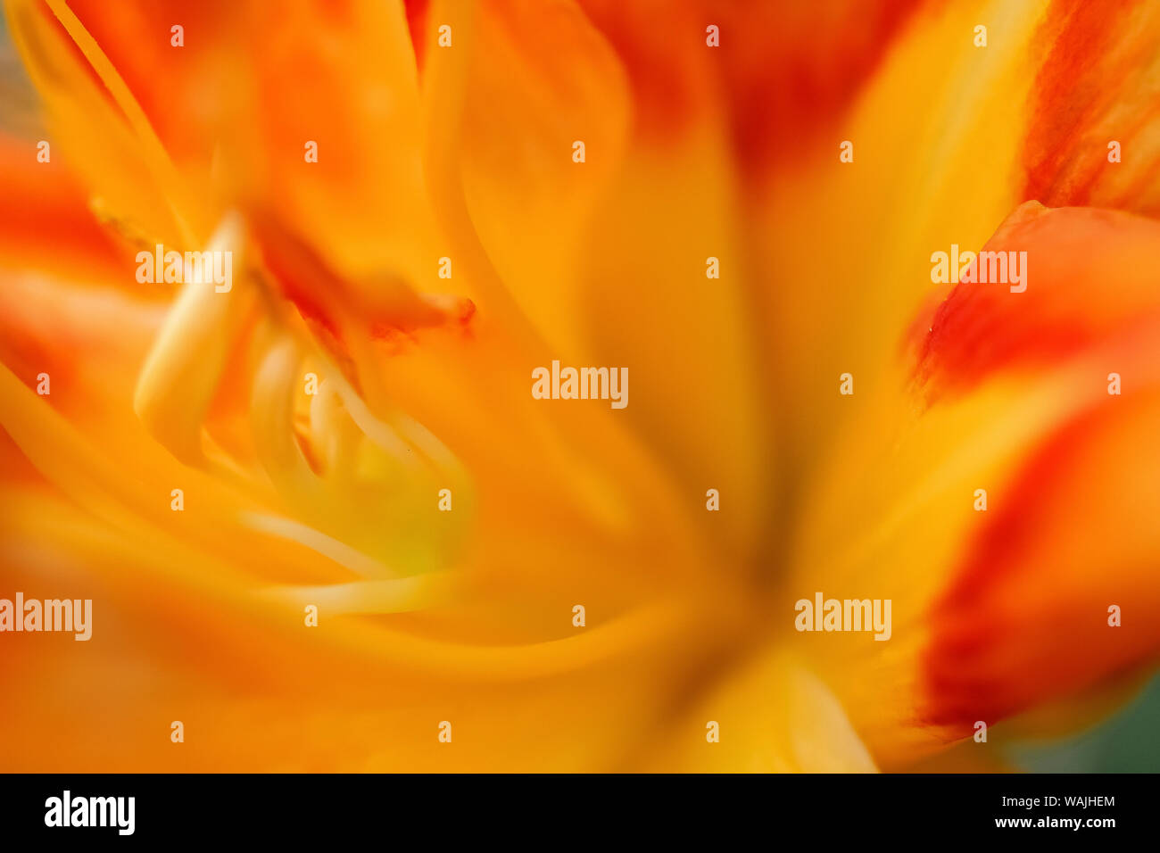 Daylily arancione Foto Stock