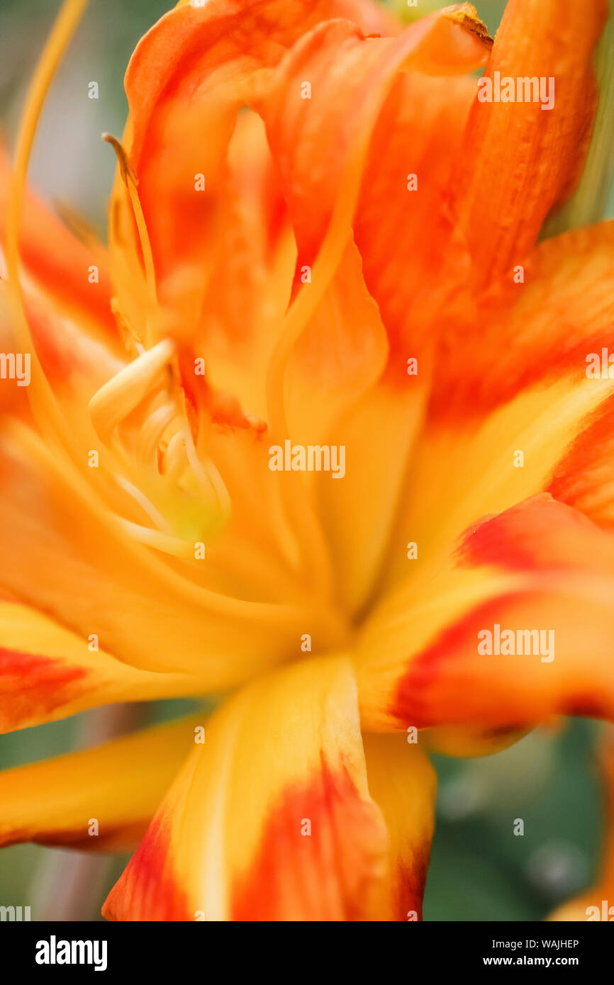 Daylily arancione Foto Stock