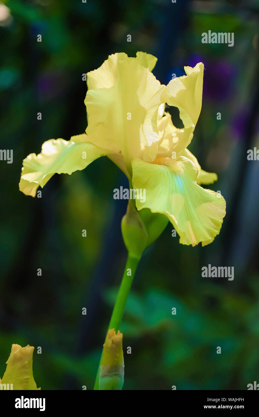 Giallo iris barbuto Foto Stock