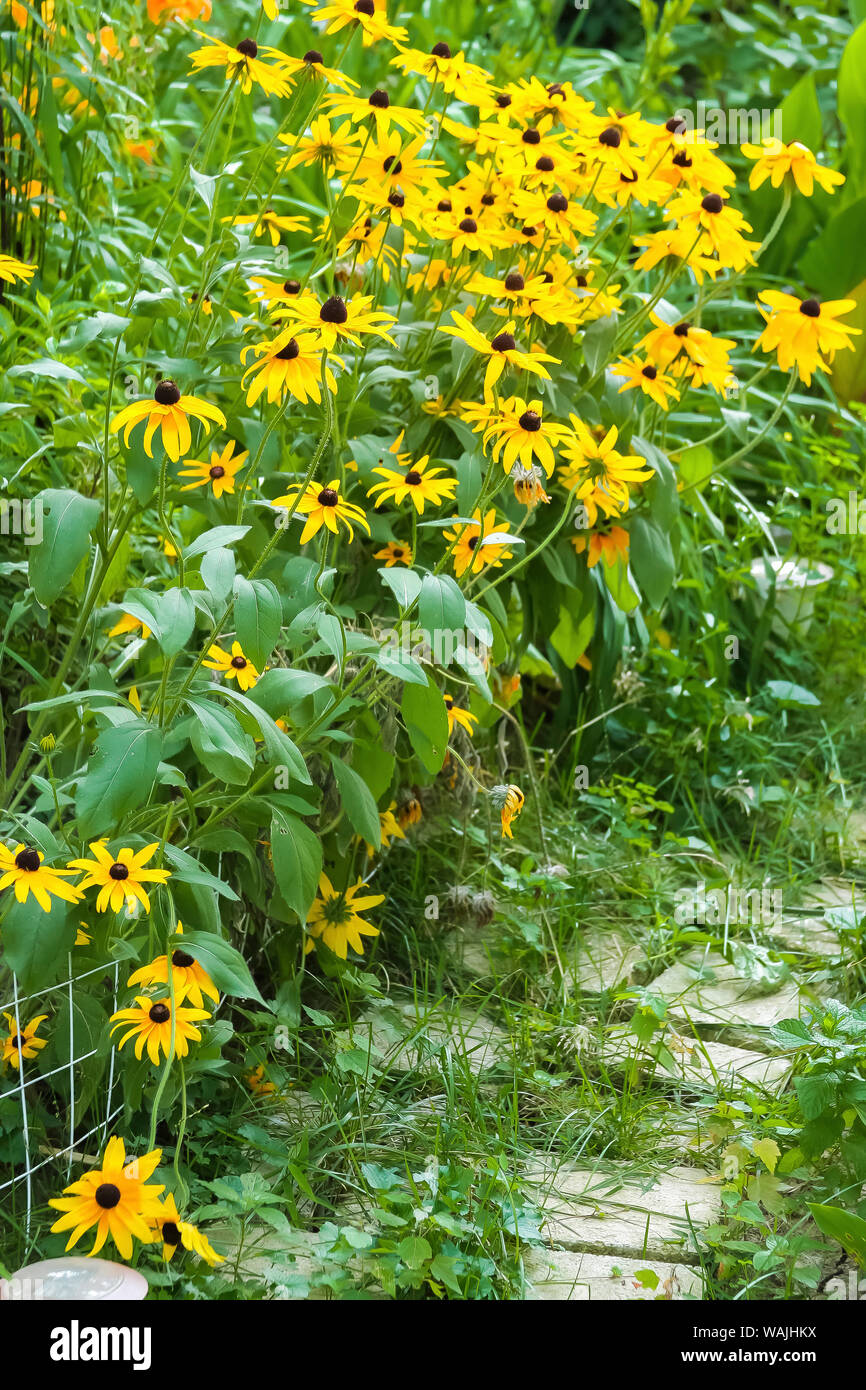Black-eyed Susan fiori Foto Stock
