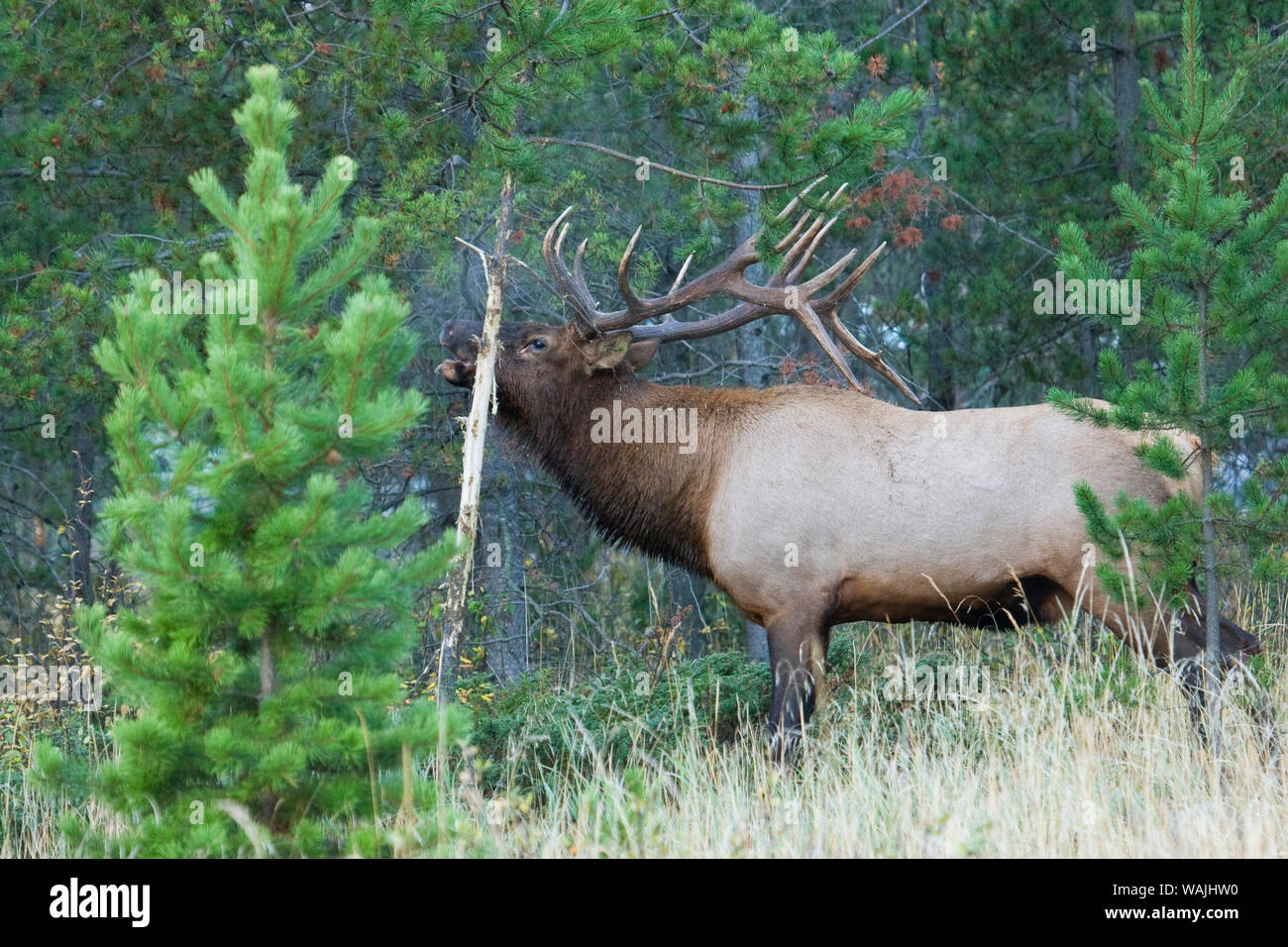 Rocky Mountain bull elk, profumo e marcatura bugling Foto Stock
