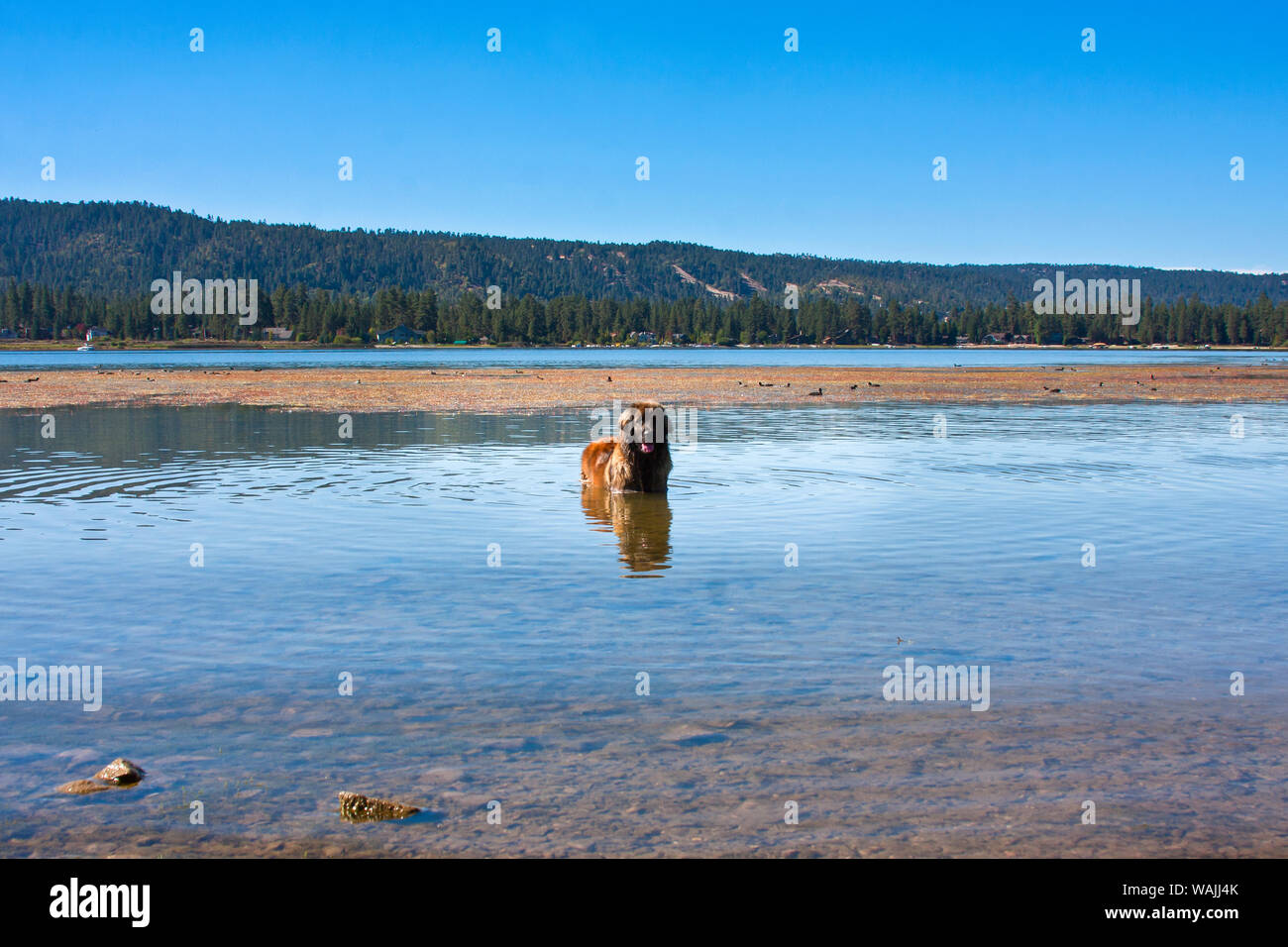 Leonberger nel lago (PR) Foto Stock