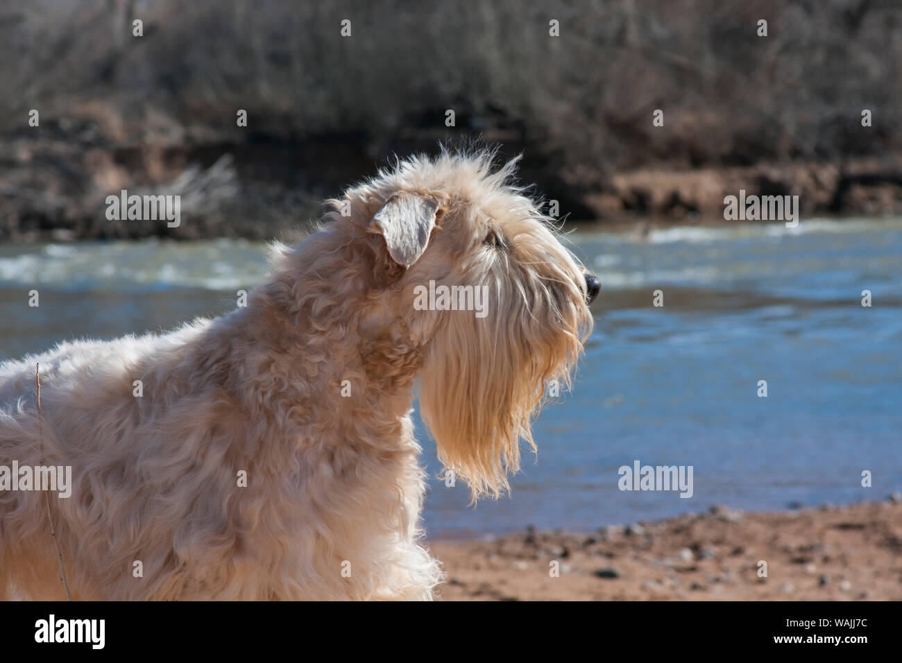 Wheaten Terrier seduti lungo il fiume Rio Grande (PR) Foto Stock