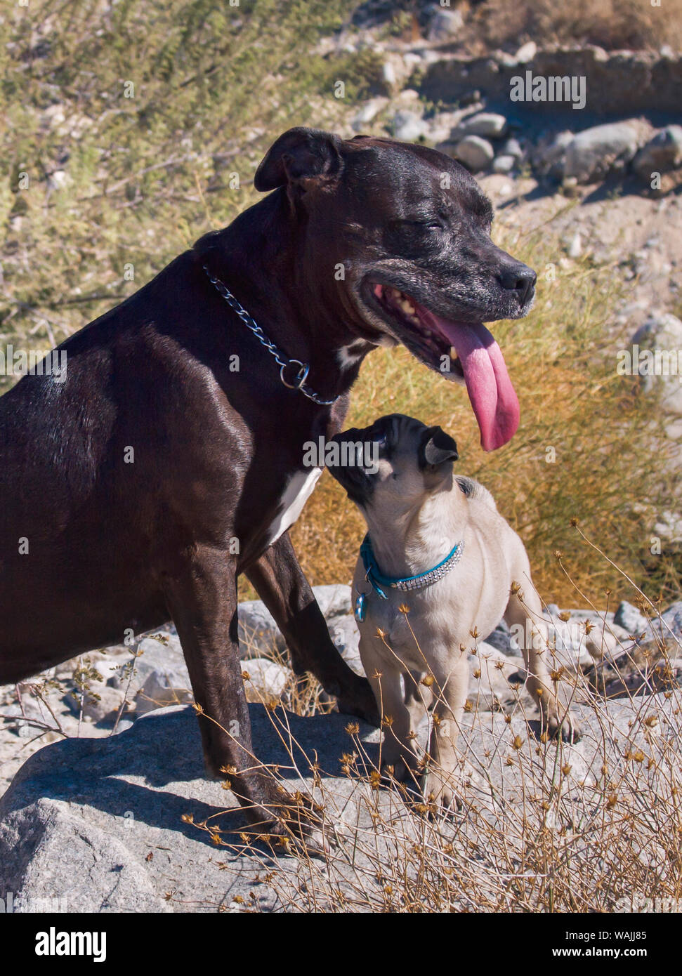 Pug cucciolo e l'American Pit Bull nel deserto. Foto Stock