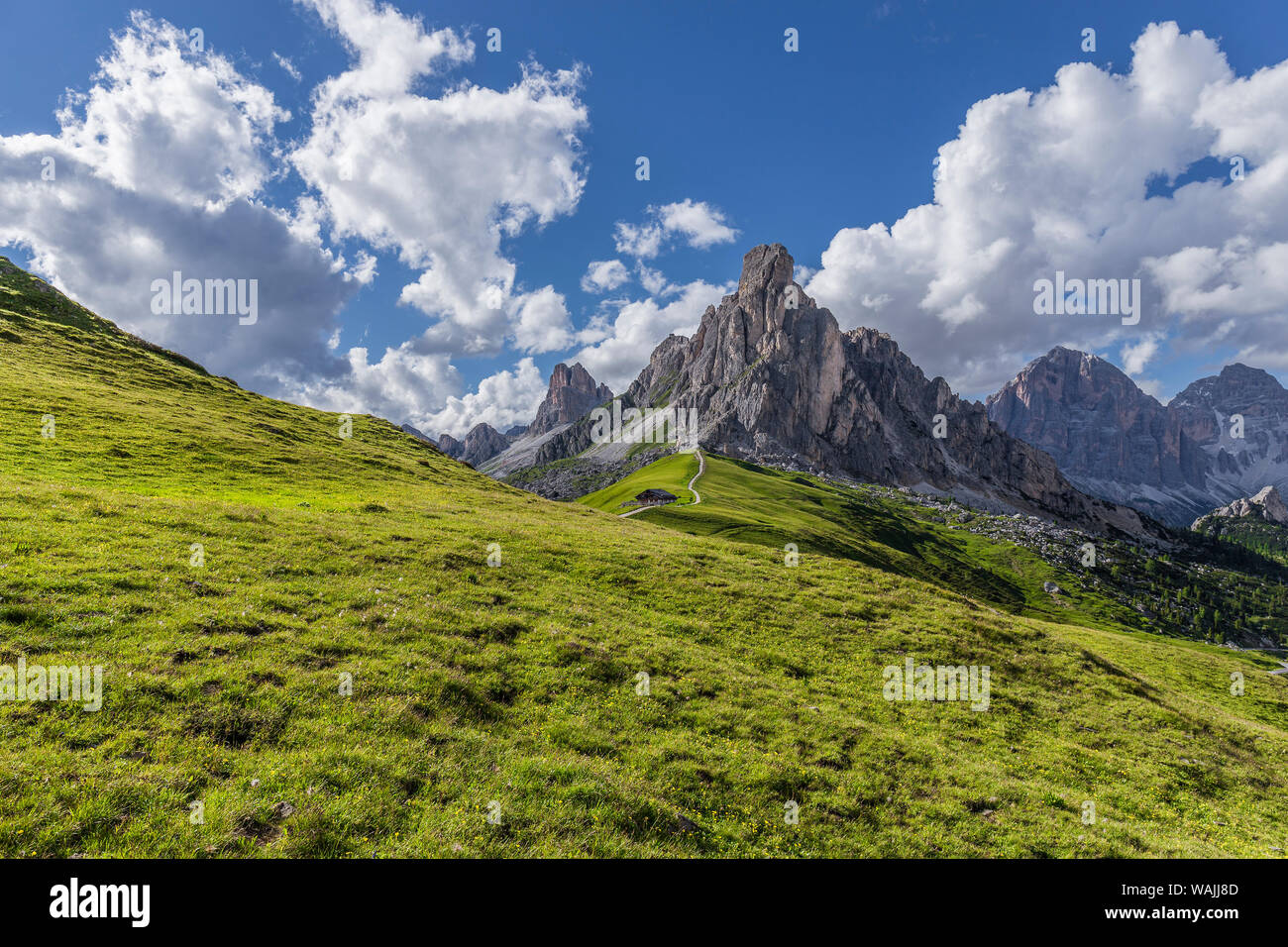 L'Italia, Dolomiti, Passo Giau. Prato di montagna. Credito come: Jim Nilsen Jaynes / Galleria / DanitaDelimont.com Foto Stock