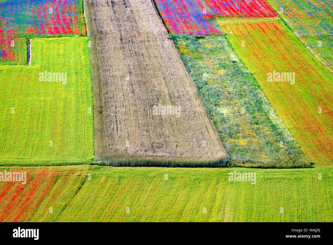 L'Italia, Castelluccio. Antenna di campo con motivi floreali. Credito come: Jim Nilsen Jaynes / Galleria / DanitaDelimont.com Foto Stock