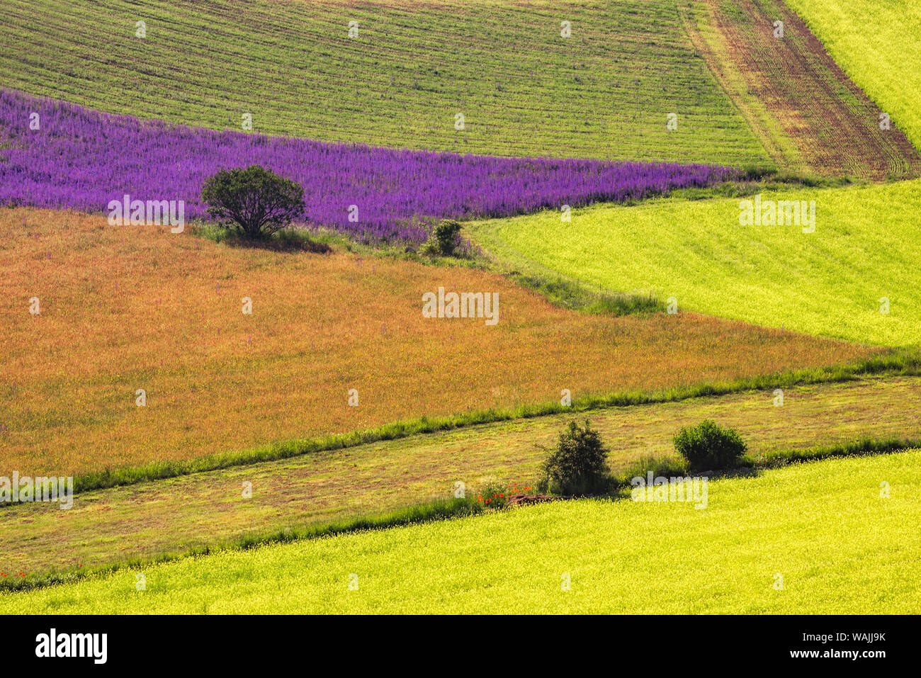 L'Italia, Castelluccio. Antenna di campo con modelli di raccolto. Credito come: Jim Nilsen Jaynes / Galleria / DanitaDelimont.com Foto Stock
