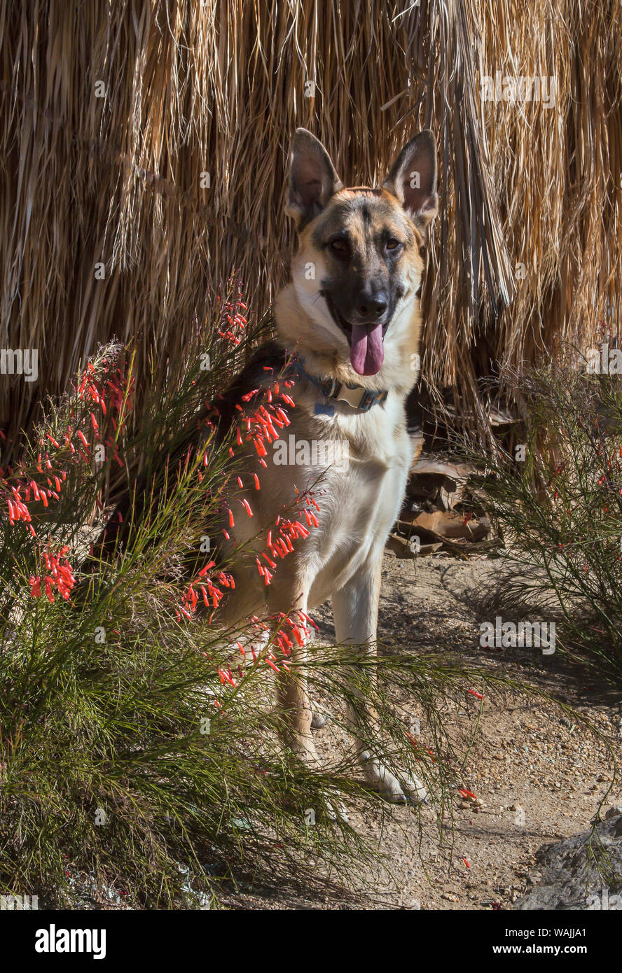 Pastore Tedesco cane. Foto Stock