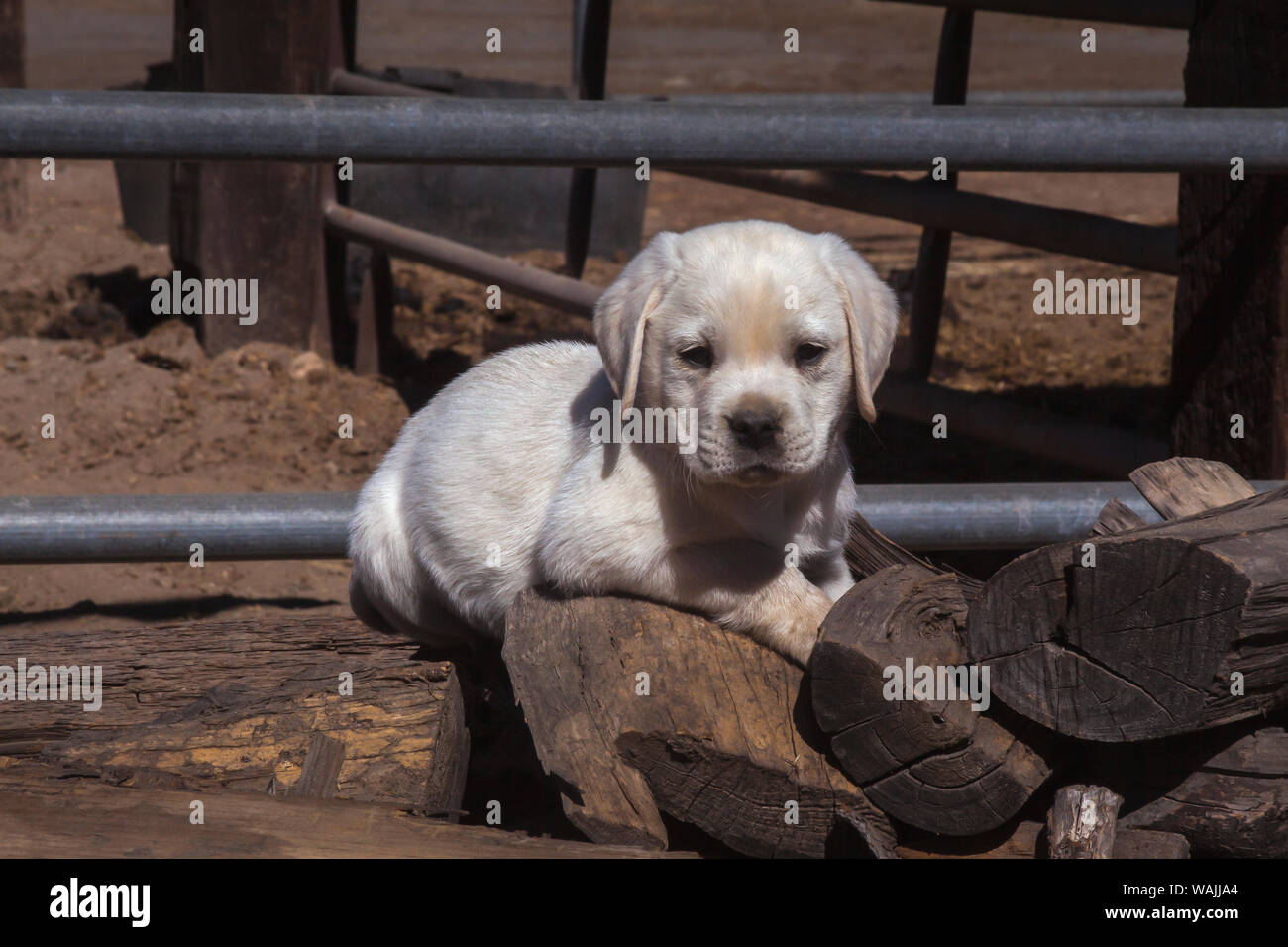 Il Labrador retriever cucciolo. Foto Stock